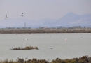 Flamingos at Torrevieja